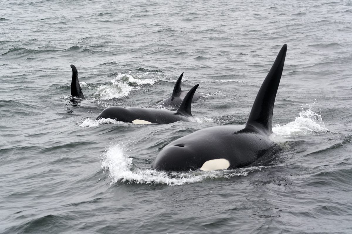 The 6 Best Whale Watching in Akureyri
