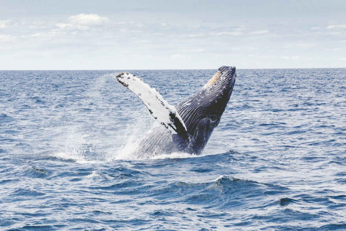 The 5 Best Whale Watching in Mallorca